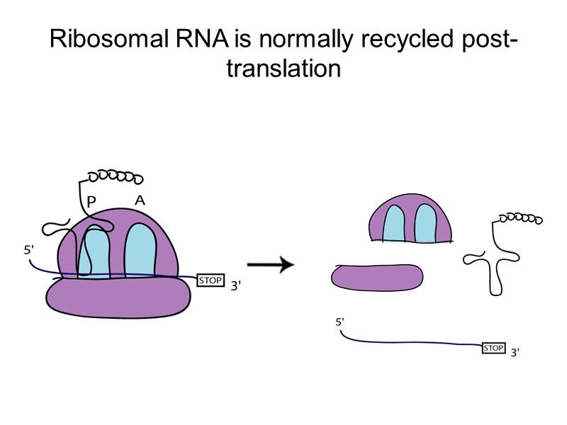 Ribosomal RNA is normally recycled post-translation
